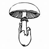 Fungi Pilze Pflanzen Fensterbilder Malvorlagen sketch template