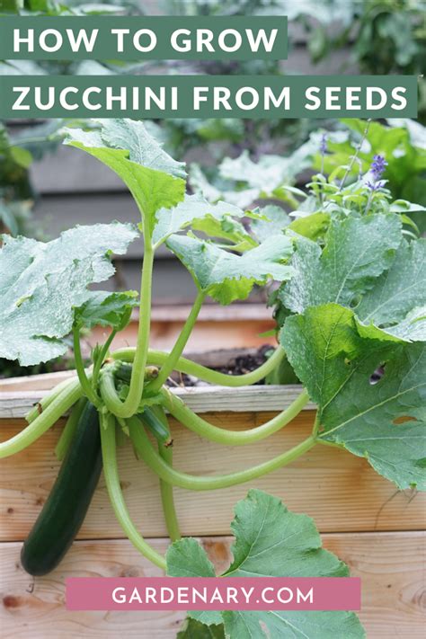 grow zucchini  seeds gardenary