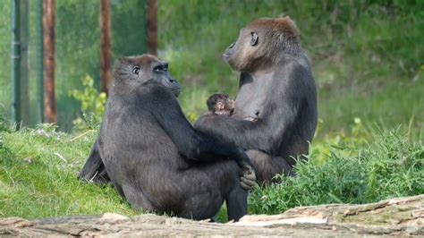 bijzondere geboorte  beekse bergen gorilla bevallen lindanl