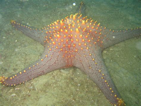 giant starfish photo    dive  sandy bottom reda flickr