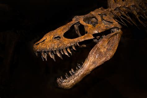 dinosour bones       separate bones