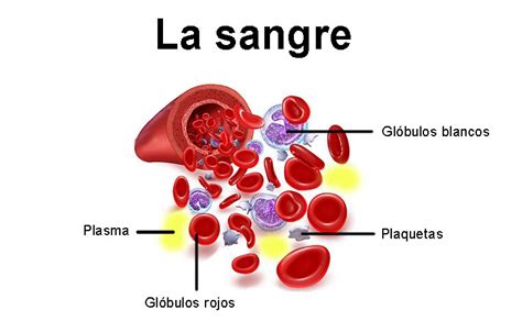 la sangre función componentes funcionamiento características