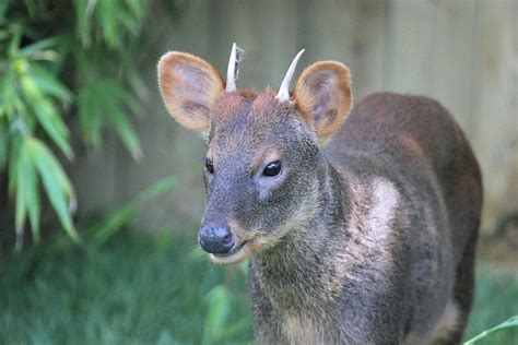 World S Smallest Deer Species Has New Home At Buttonwood