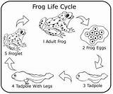 Template Frogs Lifecycle Adaycare піна походження sketch template