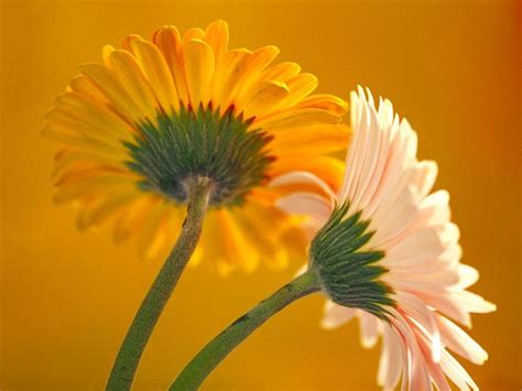 daisy flower parts google search pretty flowers background beautiful flowers pictures flowers