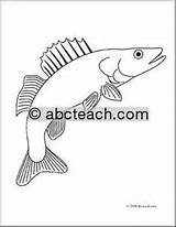 Coloring Walleye Getdrawings Nature Pages sketch template