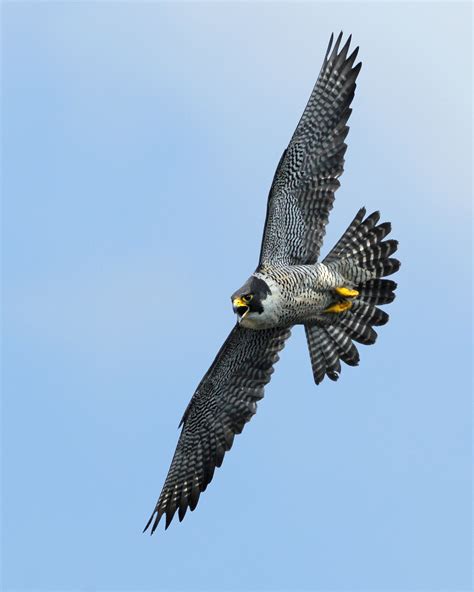 hinterland whos  peregrine falcon