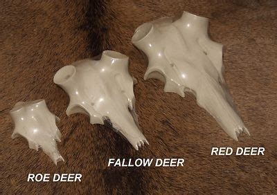artificial skull replica  mounting red deer stag shed antlers taxidermy
