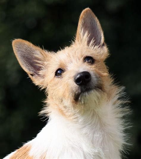 images  portuguese podengo  pinterest rare dog breeds