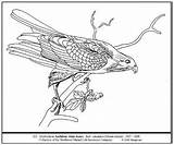 Audubon Hawk Shouldered sketch template