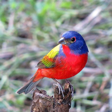 colourful songbirds   world   songs owlcation