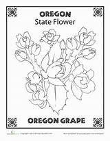 Oregon State Flower Grape Drawing Worksheets Worksheet Coloring Choose Board sketch template