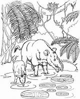 Tapir Coloring Pages Tapirs Animals Family 2339 25kb sketch template