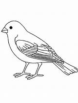 Canary Coloring Pages Birds Recommended sketch template
