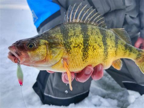 ice fishing lures  catching jumbo perch virtual angling