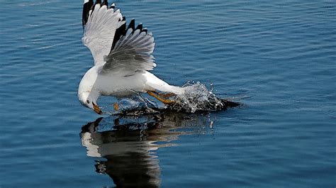 swooping  seagull  joseph  meirose iv