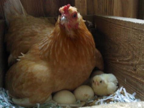 Now Hatching Backyard Chickens
