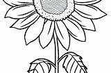 Sunflower Coloring Pages Adults Sheet Color Printable Getcolorings Getdrawings sketch template
