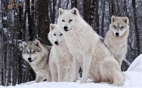 wolf wildlife animals snow wallpapers hd desktop  mobile