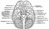Nerves Cranial Saraf Tepi Answers Sistem Berasal Susunan sketch template