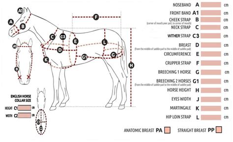 horse bridle horse bridle diagram