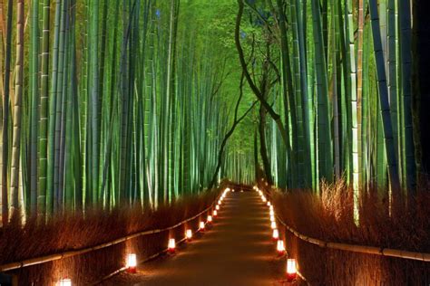 amazing bamboo forest kyoto japan infy world