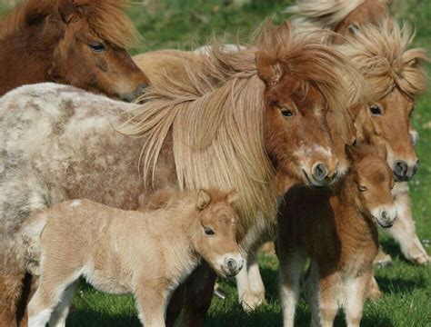 small herd  shetland ponies  cute   horses