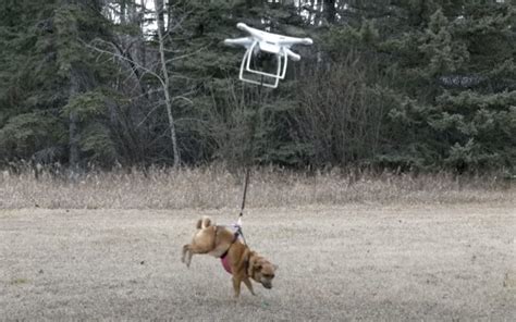 drone steals dog droneswatch