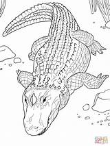 Alligator Crocodile Coloring Pages American Template sketch template