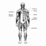 Muscular System Drawing Paintingvalley Drawings sketch template