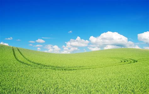 wallpaper wide grass landscape nature green grass green landscape