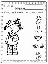 Senses Sense Sinne Ausmalbilder Sentidos Coloringhome Ausmalbild Preescolar Kategorien Actividades Sorting sketch template