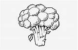 Broccoli Coloring Pages Pngkey sketch template