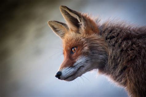 everyone loves fantastic mr fox but are foxes as clever as books tell