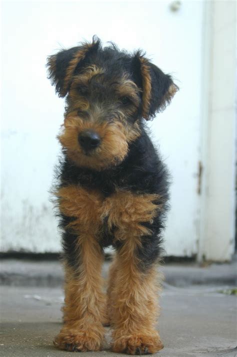 terrier puppies terrier airedale dogs