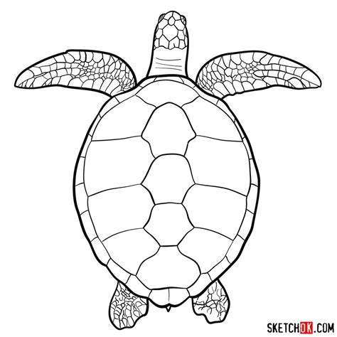 draw  sea turtle view   top sketchok easy drawing guides