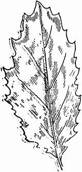 Mustard Drawing Leaf Getdrawings sketch template