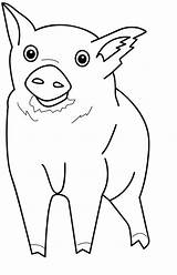 Coloring Pig Pages sketch template