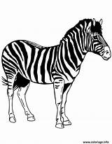 Coloriage Zebre Stencils Zebras Fois Imprimé Imprimer sketch template