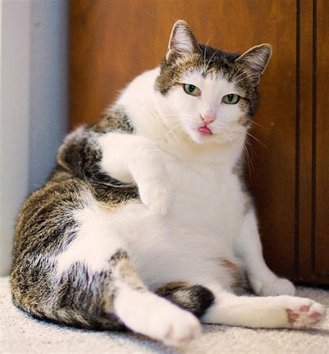 16 Pictures Of Cats Sitting Like Humans We Love Cats And