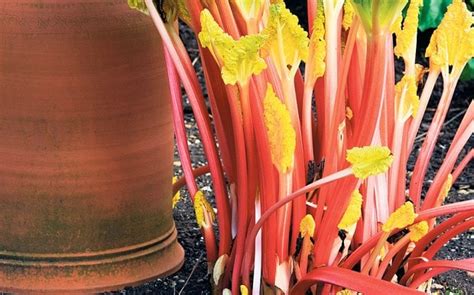 Which Are The Best Rhubarb Varieties To Grow
