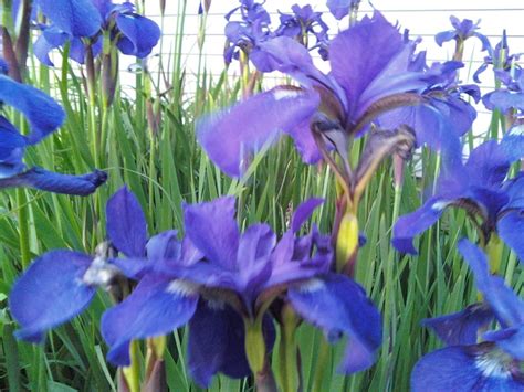 siberian irises  bloom plants bloom iris