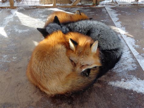 popular foxes