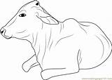Cow Coloring Sunbathing Take Coloringpages101 Pages sketch template