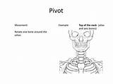 Joints Synovial Types Pivot Atlas Rotate Bones Bone Axis Movement Neck Example Around Other Top sketch template