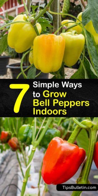 simple ways  grow bell peppers indoors