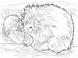 Porcupine Coloring Desert Pages Animals Porcupines sketch template