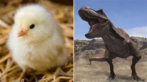 Dinosaurs Were Fluffy Like Chicks Or Covered In Feathers Say Experts