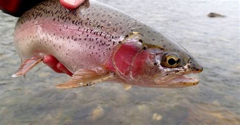 rainbow trout   stocked