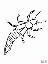 Earwig Insectos Coloring Insect Earwigs Dibujos Malvorlagen Ausmalbild Insecto sketch template